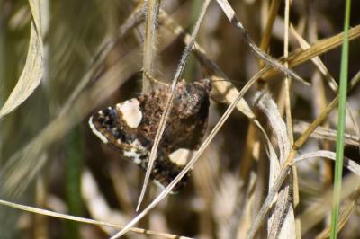 <i>Tyta luctuosa</i>