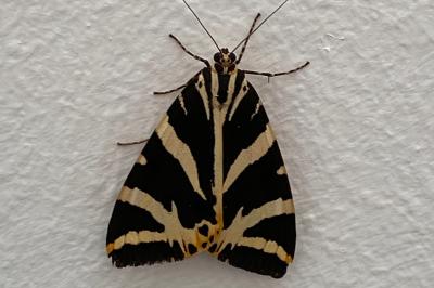 <i>Euplagia quadripunctaria</i>