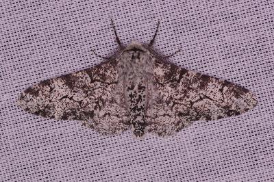 <i>Biston betularia</i>