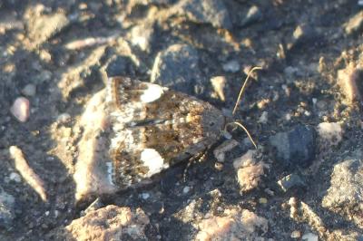<i>Tyta luctuosa</i>