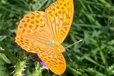 <i>Argynnis paphia</i>
