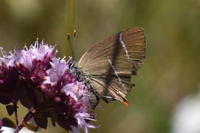 <i>Satyrium w-album</i>