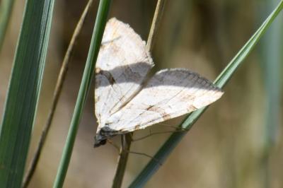<i>Aplocera efformata</i>
