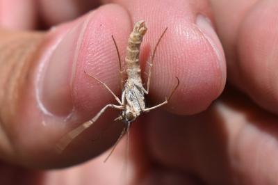 <i>Aplocera efformata</i>