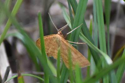 <i>Idaea ochrata</i>