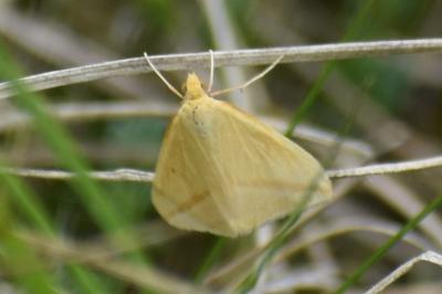 <i>Rhodometra sacraria</i>