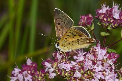 <i>Lycaena tityrus</i>