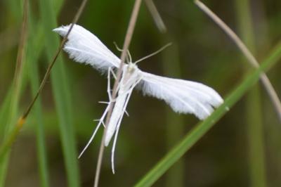 <i>Pterophorus pentadactylus</i>