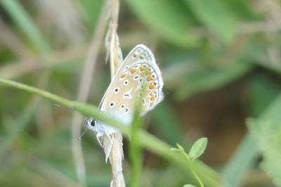 <i>Polyommatus icarus</i>