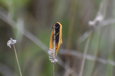 <i>Setina irrorella</i>