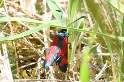 <i>Zygaena transalpina</i>
