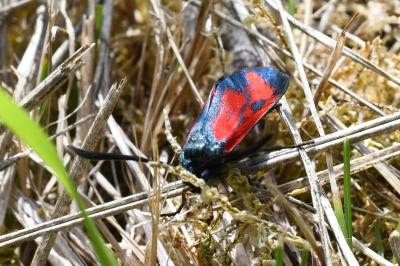 <i>Zygaena transalpina</i>
