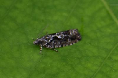 <i>Zeiraphera isertana</i>