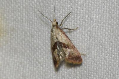 <i>Falseuncaria ruficiliana</i>