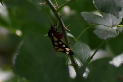 <i>Arctia villica</i>