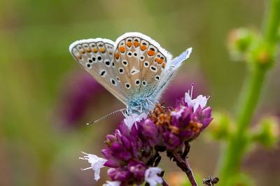 <i>Polyommatus icarus</i>