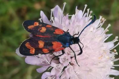 <i>Zygaena transalpina</i>