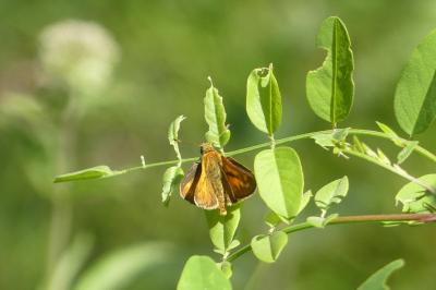 <i>Ochlodes sylvanus</i>