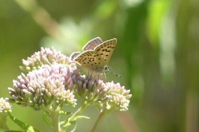 <i>Lycaena tityrus</i>