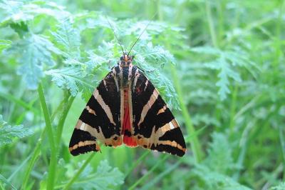 <i>Euplagia quadripunctaria</i>