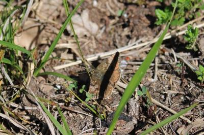 <i>Erynnis tages</i>