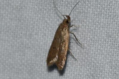 <i>Helcystogramma lutatella</i>