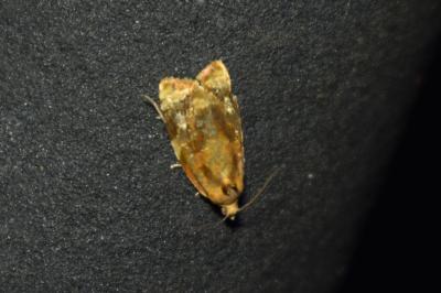 <i>Ditula angustiorana</i>