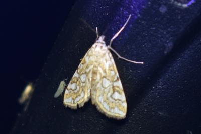 <i>Elophila nymphaeata</i>