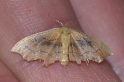 <i>Idaea emarginata</i>