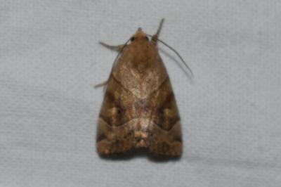 <i>Cosmia trapezina</i>
