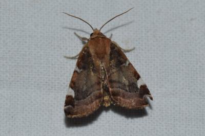 <i>Cosmia diffinis</i>