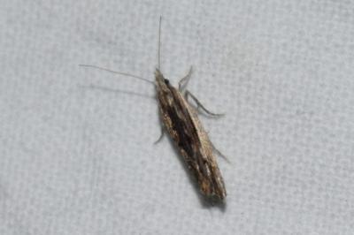 <i>Ypsolopha scabrella</i>