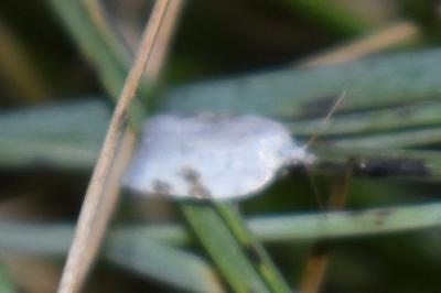 <i>Acleris logiana</i>
