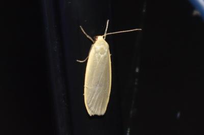 <i>Collita griseola</i>