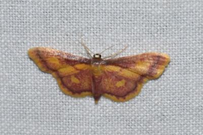 <i>Idaea muricata</i>