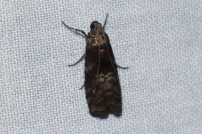 <i>Phycita roborella</i>