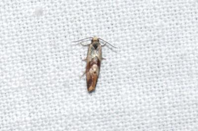 <i>Falseuncaria ruficiliana</i>