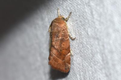 <i>Cosmia affinis</i>