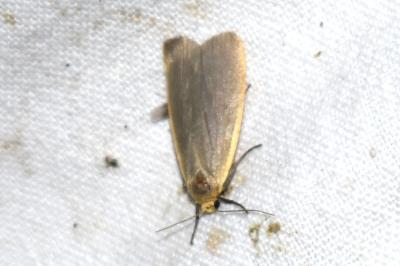 <i>Nyea lurideola</i>