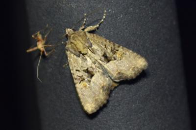 <i>Mesapamea</i>