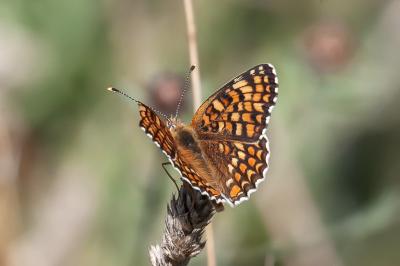<i>Melitaea phoebe</i>