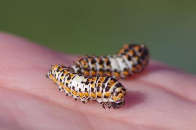<i>Papilio machaon</i>