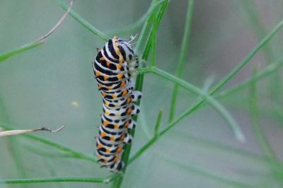 <i>Papilio machaon</i>