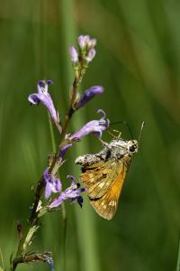 <i>Hesperia comma</i>