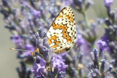 <i>Melitaea cinxia</i>