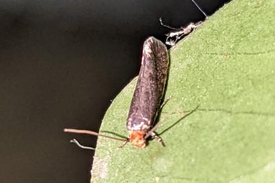 <i>Cephimallota crassiflavella</i>