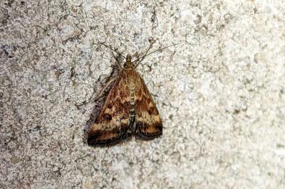 <i>Pyrausta despicata</i>