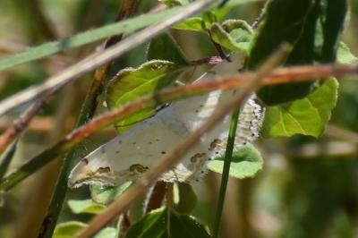 <i>Scopula ornata</i>