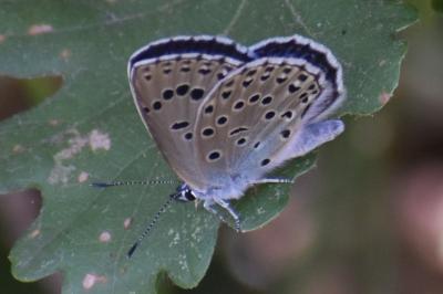 <i>Phengaris arion</i>
