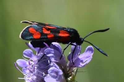 <i>Zygaena transalpina</i>